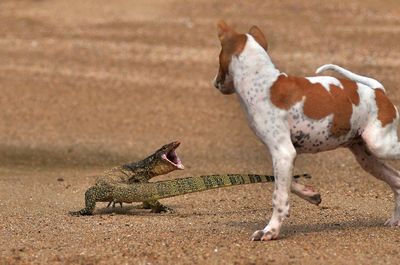 Reptile and dog on beach