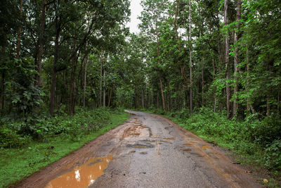 Road amidst trees in forest