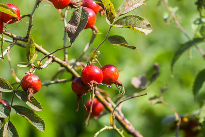 Close-up of red berries growing on tree