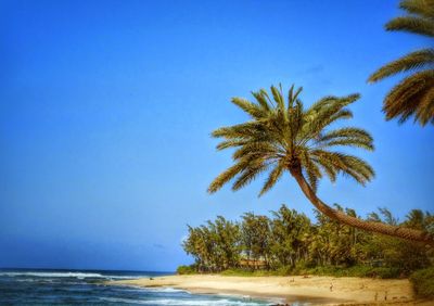 Palm tree by sea against clear blue sky