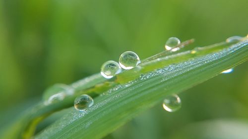 Close-up of water drops on leaf