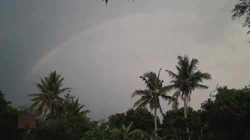 Low angle view of trees against rainbow in sky