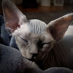 Close-up of cat sleeping on sofa at home