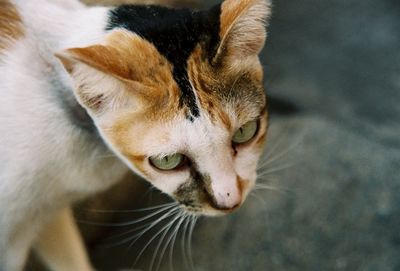 Close-up of cat looking away