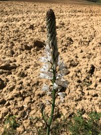 Close-up of plant against sky