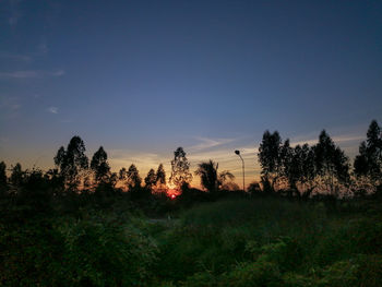 Trees on field against sky during sunset