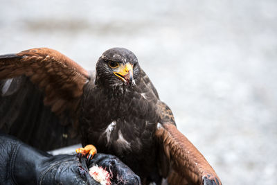 Close-up of eagle against blurred background