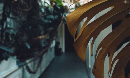 Close-up of plant against blurred background