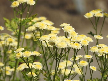 Close-up of yellow flowers on field