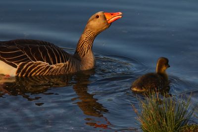 Ducks in a lake