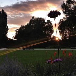 Scenic view of field against sky at sunset