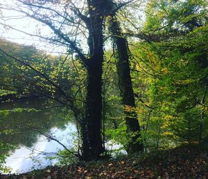 Trees in forest