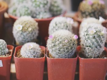 Close-up of cactus potted plant