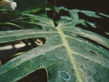 Close-up of raindrops on leaves