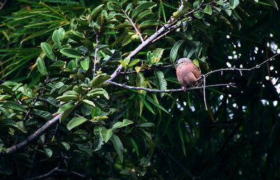 Close-up of bird perching on tree