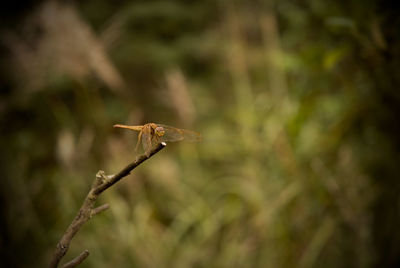 Close-up of insect on plant