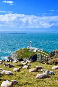 Sheep on sea shore against sky