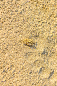 High angle view of a horse on sand