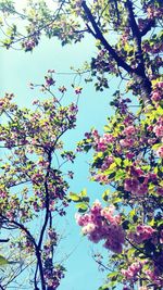 Low angle view of pink flowers