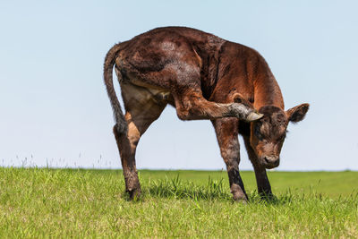 Calf scratching on grassy field against sky