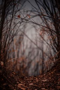 Close-up of dry leaves on tree in forest