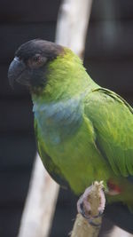 Close-up of parrot perching on branch