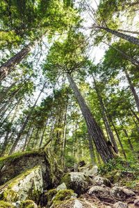 Low angle view of trees in forest