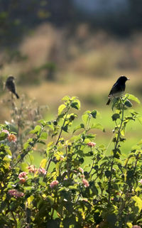 Bird perching on a plant