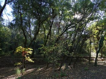 Trees in forest