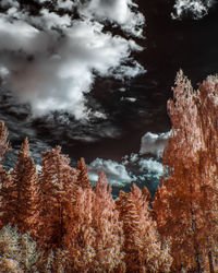 Low angle view of trees in forest against sky