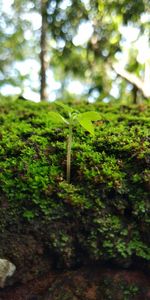Close-up of moss on tree trunk