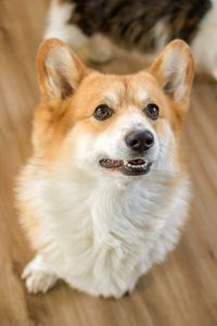 pet