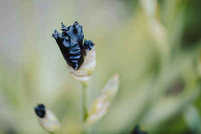 Close-up of insect on flower