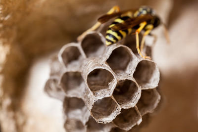 Close-up of bee on leaf