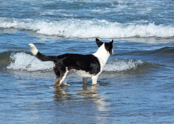 Full length of dog on beach