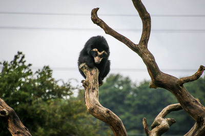 Low angle view of monkey sitting on tree