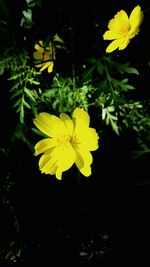 Close-up of yellow daffodil blooming outdoors