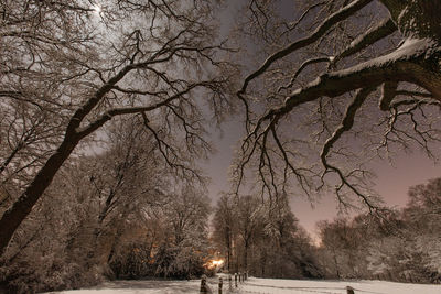 Low angle view of bare trees against clear sky