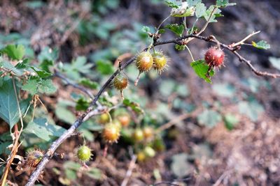 Close-up of flowers growing on tree