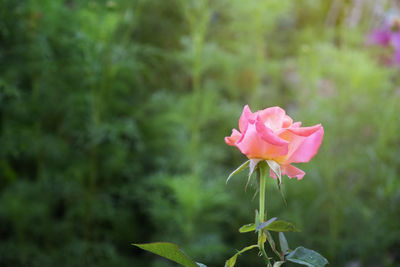 Close-up of pink rose