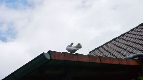 Low angle view of seagull perching on roof against building