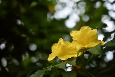 Close-up of yellow flowering plant