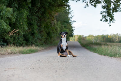 Portrait of man on road against trees