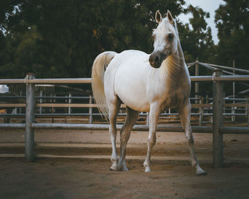 Horse standing on field