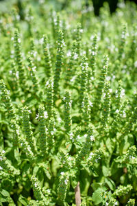 Full frame shot of plants