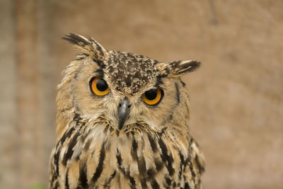 Close-up portrait of owl