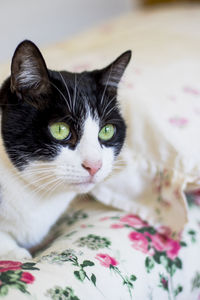 Close-up portrait of a cat