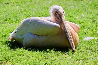 Close-up of a duck