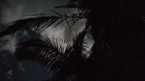 Low angle view of silhouette palm tree against sky