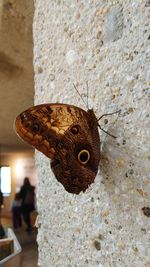 Close-up of butterfly on rock